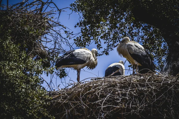 Storks nest — Stockfoto