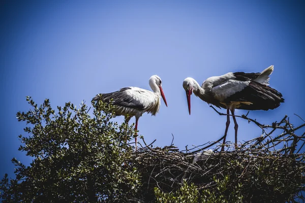 Storks nest — Stock Photo, Image