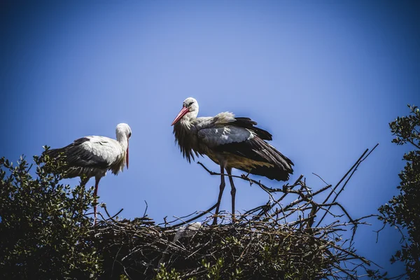 Storks nest — Stock Photo, Image