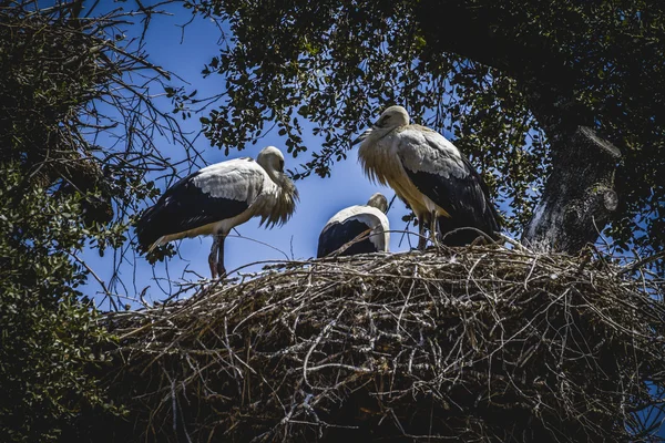 Storks nest — Stockfoto