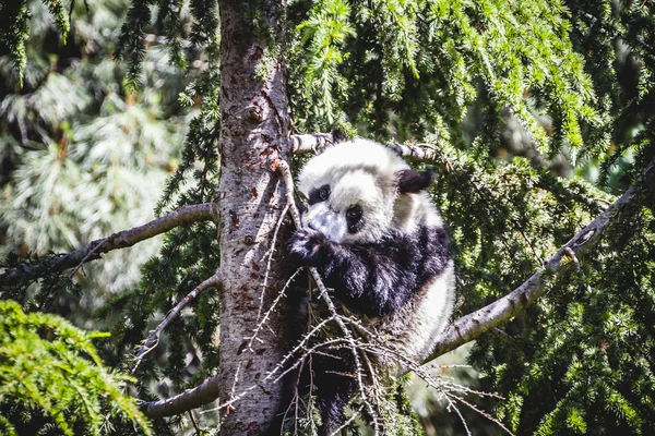 Breeding panda bear — Stock Photo, Image
