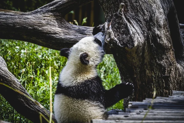 繁殖熊猫熊 — 图库照片