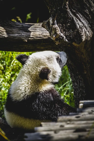 Размножающаяся панда — стоковое фото