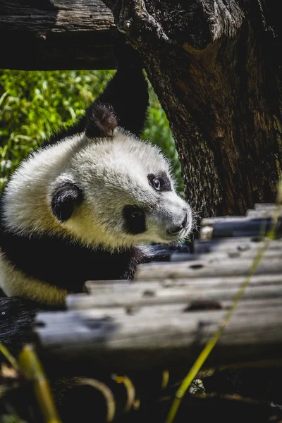 Urso panda reprodutora — Fotografia de Stock