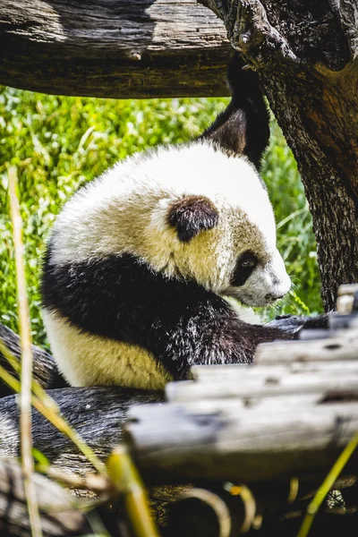 Urso panda reprodutora — Fotografia de Stock