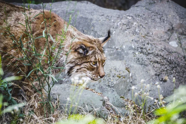 Iberian lynx — Stock Photo, Image