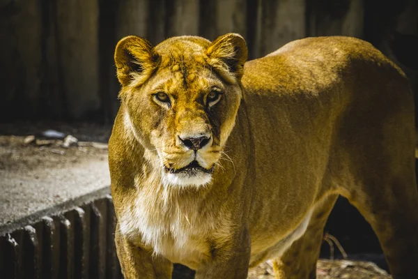 Leoa em um parque zoológico — Fotografia de Stock