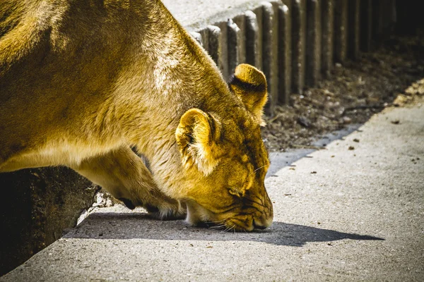 Leona en un parque zoológico — Foto de Stock