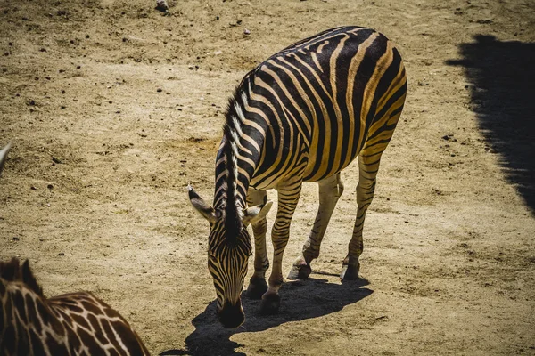 Zebra em um parque zoológico — Fotografia de Stock