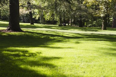 Yapraklı ağaçlar ile güzel park