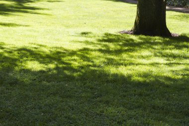 Yapraklı ağaçlar ile güzel park
