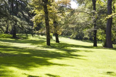 Yapraklı ağaçlar ile güzel park