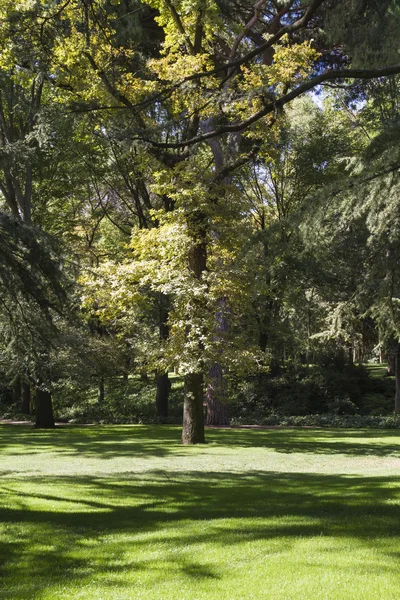 Prachtig park met loofbomen — Stockfoto