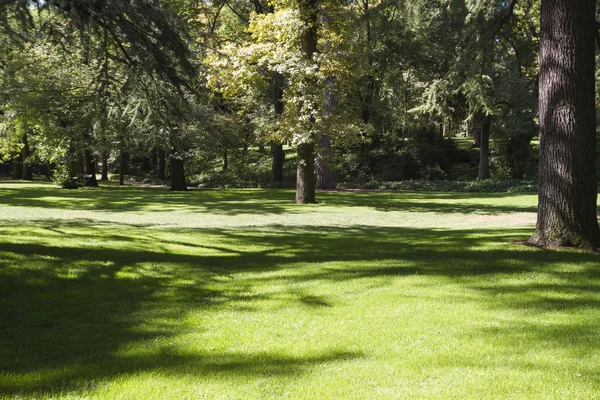 Yapraklı ağaçlar ile güzel park — Stok fotoğraf