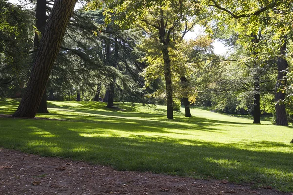 Красивий парк з листяними деревами — стокове фото