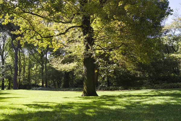 Beau parc avec des arbres feuillus — Photo