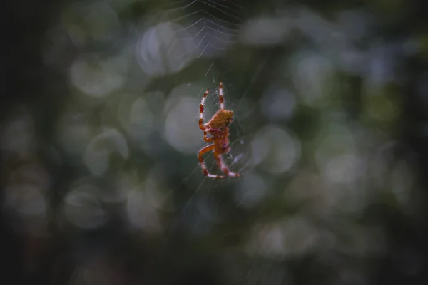 Orangefarbene Spinne — Stockfoto