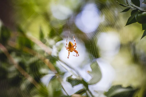 Aranha laranja — Fotografia de Stock