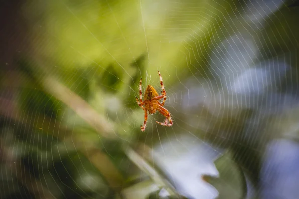 Orange spindel — Stockfoto