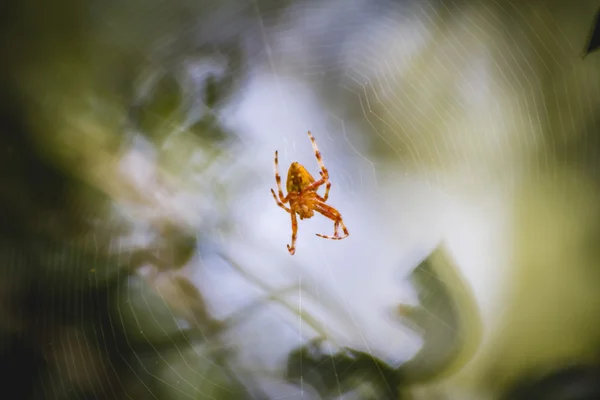 Orangefarbene Spinne — Stockfoto