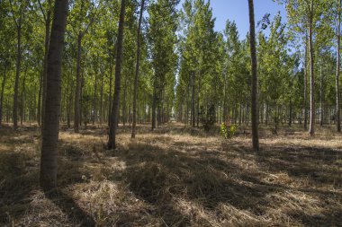 Yapay orman plantasyon