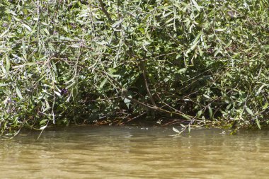 Nehir boyunca ağaçlar
