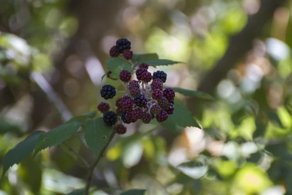 Blackberries on a bush — Stock Photo, Image