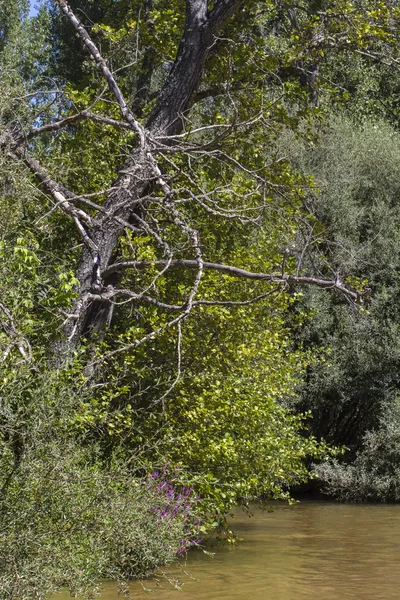 Träd längs floden — Stockfoto