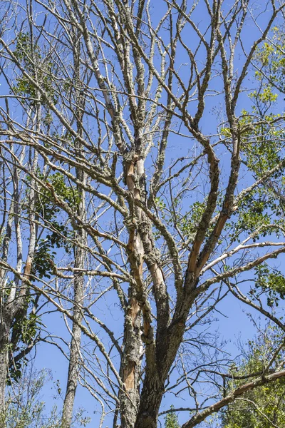 Trees along the river — Stock Photo, Image