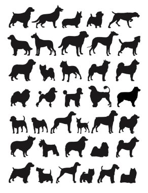 popüler köpek ırkları