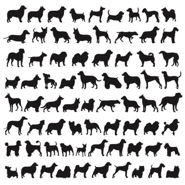 popüler köpek türleri