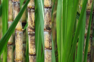 Close up of sugarcane plant clipart