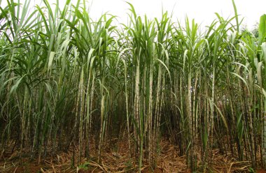 şeker kamışı ekimi