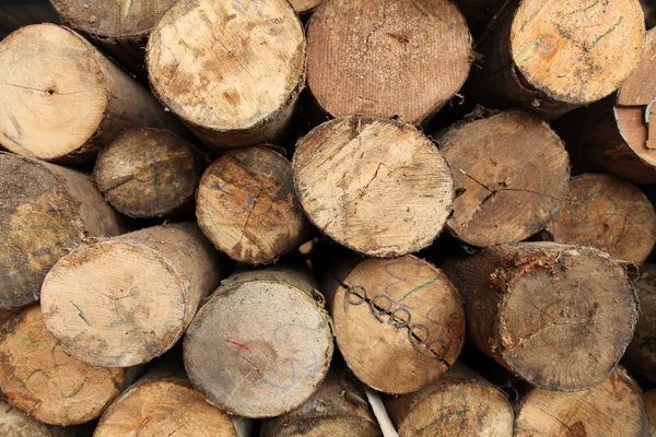 Log wood texture backgrounds — Stock Photo, Image