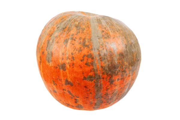 Calabaza aislada — Foto de Stock