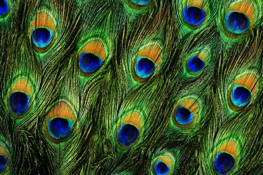 Colorful peacock feathers background clipart