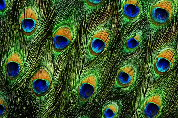 Colorful peacock feathers background — Stock Photo, Image