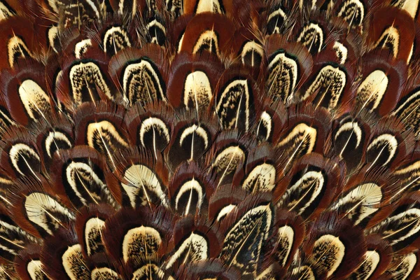 Groupe de plumes brun vif de certains oiseaux — Photo