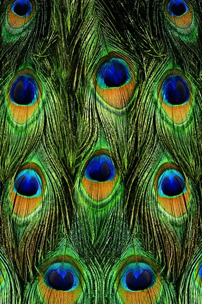 Colorful peacock feathers background — Stock Photo, Image