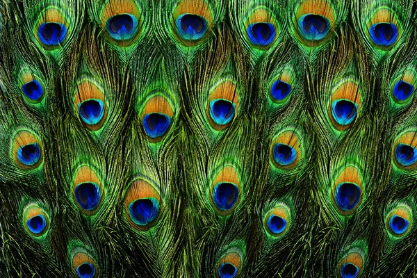 Colorful peacock feathers background — Stock Photo, Image