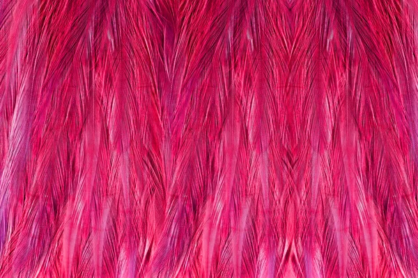 Flamingofedern — Stockfoto