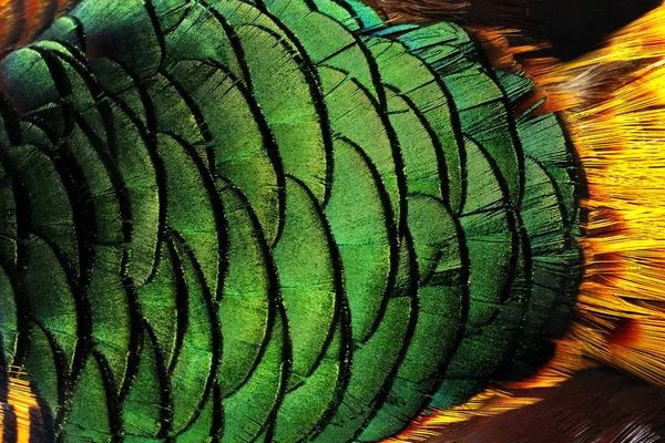 Colorful peacock feathers background — Stock Photo, Image