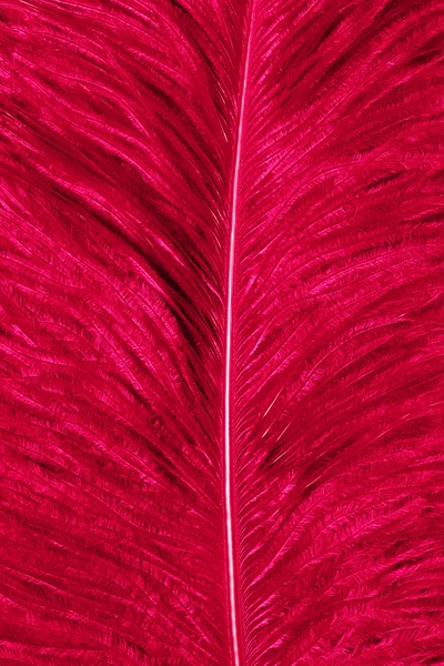 Flamingo Feathers — Stock Photo, Image