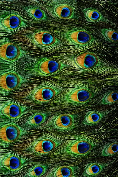 Primer plano de un pavo real macho mostrando sus impresionantes plumas de la cola — Foto de Stock