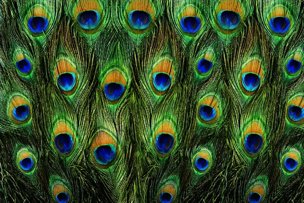 色彩艳丽的孔雀羽毛背景 免版税图库照片