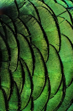 Bir kuşun parlak kahverengi tüy grubu