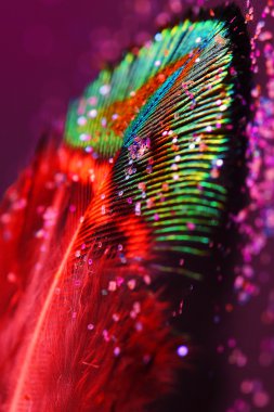 Renkli tavus kuşu tüyleri arka plan