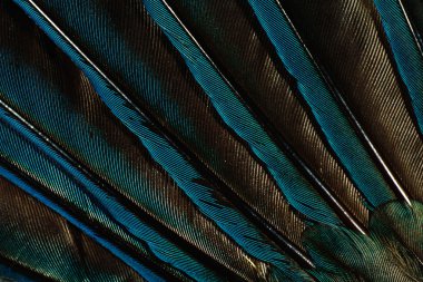 kahverengi tüyleri yarım arka plan