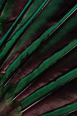 kahverengi tüyleri yarım arka plan