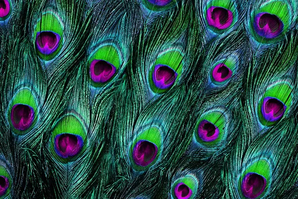 Close up of a male peacock displaying its stunning tail feathers — Stock Photo, Image